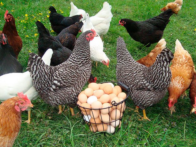 Содержание кур и уход за ними | ЗооТом - продажа, вязка и услуги для животных в Батайске