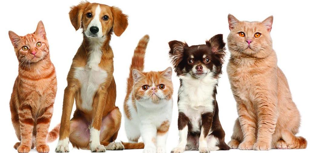 Доска объявлений о животных | ЗооТом - продажа, вязка и услуги для животных в Батайске