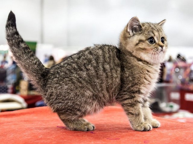 Породы кошек в Батайске | ЗооТом портал о животных