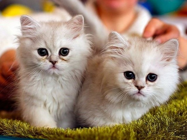 Породы кошек в Батайске | ЗооТом портал о животных