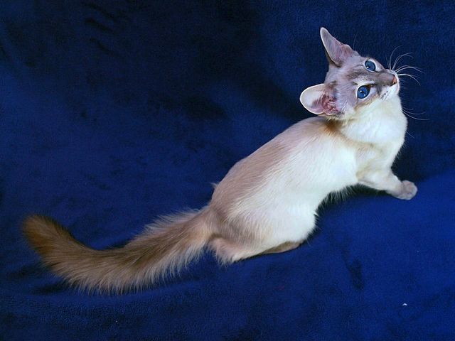 Выведенные породы кошек в Батайске | ЗооТом портал о животных