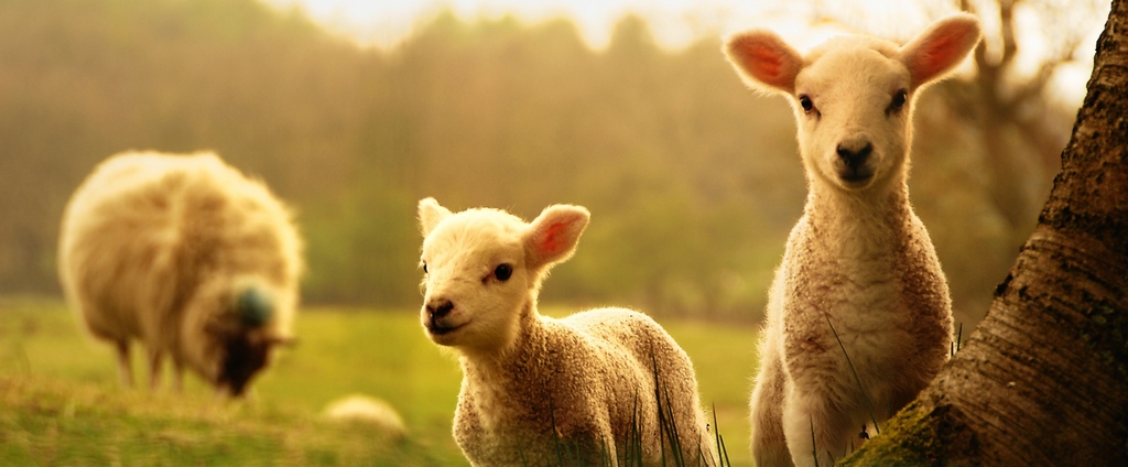 Объявления о сельскохозяйственных животных | ЗооТом - продажа, вязка и услуги для животных в Батайске