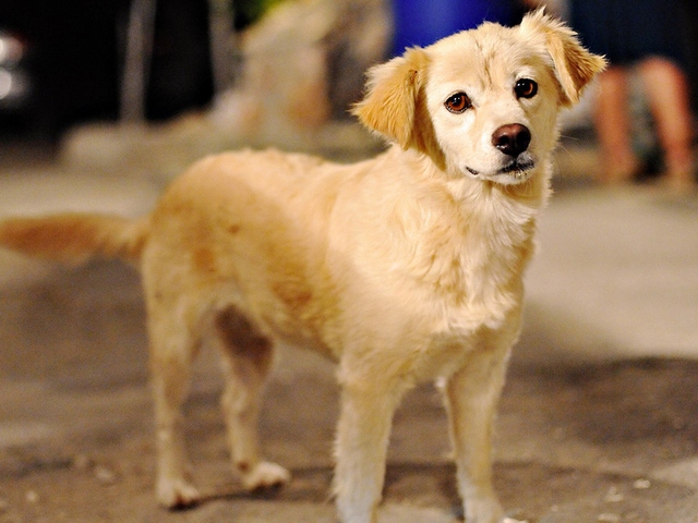 Породы собак в Батайске | ЗооТом портал о животных