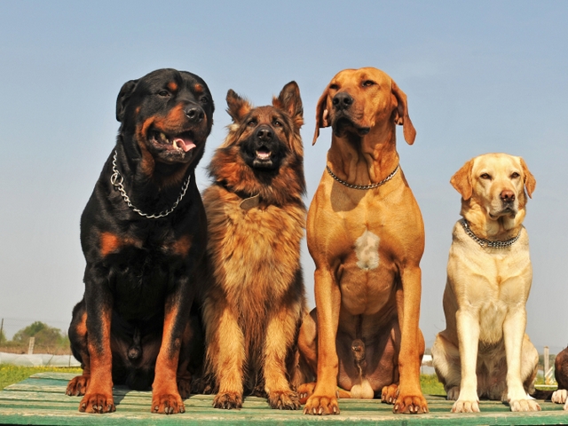 Крупные породы собак в Батайске | ЗооТом портал о животных
