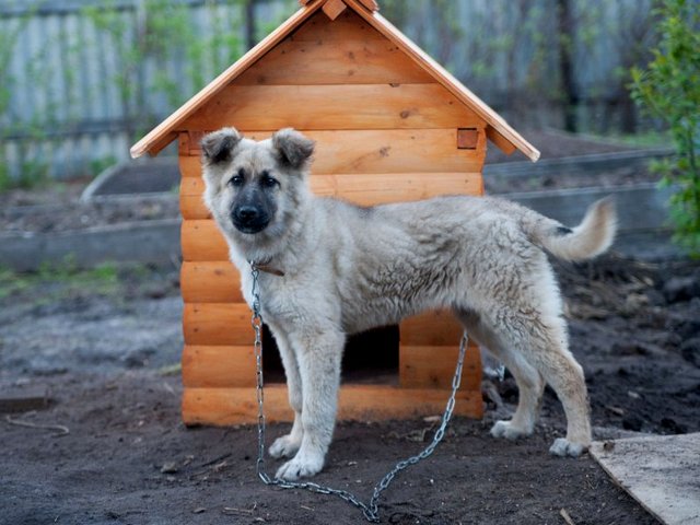 Все о собаках в Батайске